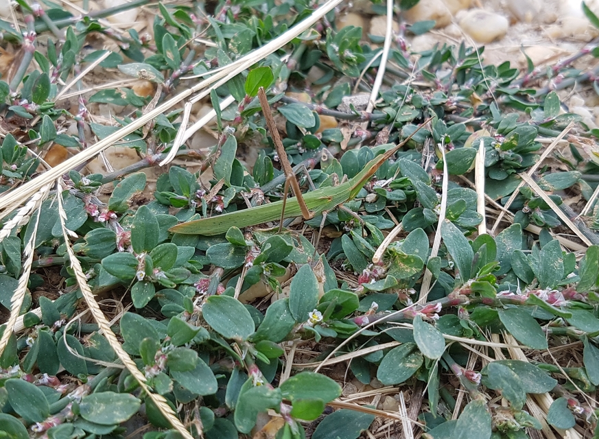 Acrida ungarica - sisakos sáska