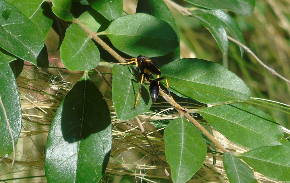 Sceliphron caementarium - feketenyelű lopódarázs