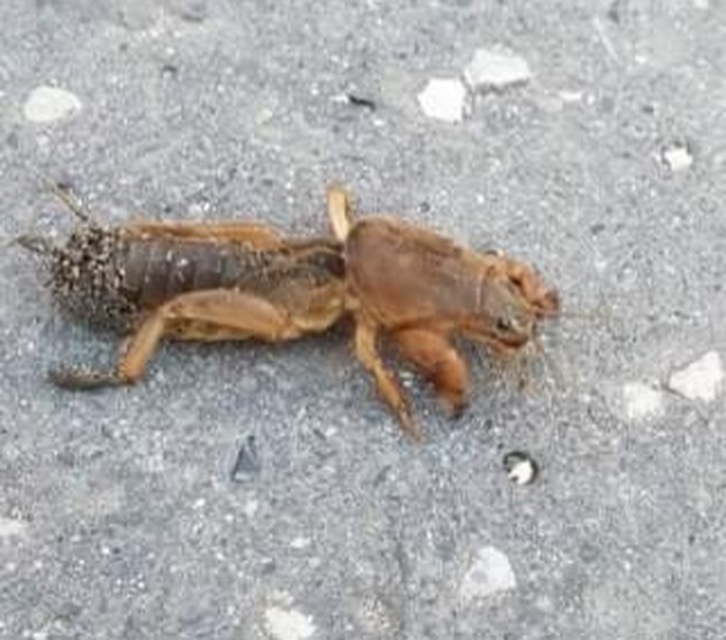 Gryllotalpa