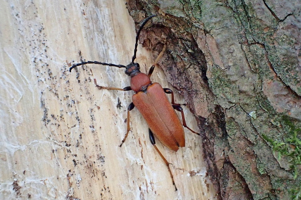 Stictoleptura rubra - vörös virágcincér