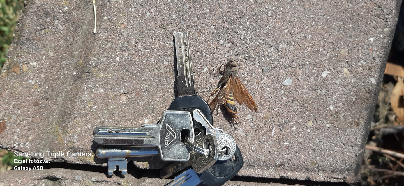 Tremex fuscicornis - sárgagyűrűs fadarázs