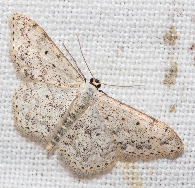Scopula marginepunctata - pettyes sávosaraszoló
