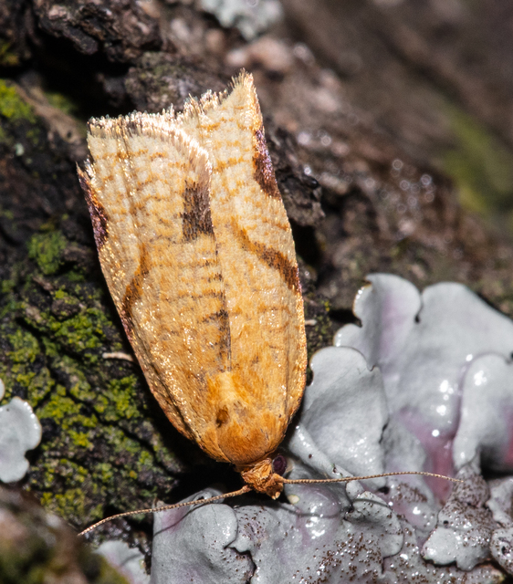Paramesia gnomana - okkerszínű sodrómoly