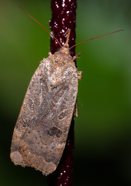 Noctua interposita - köztes sárgafűbagoly