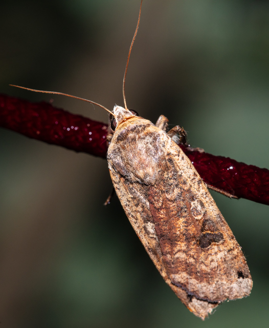 Noctua pronuba - nagy sárgafűbagoly