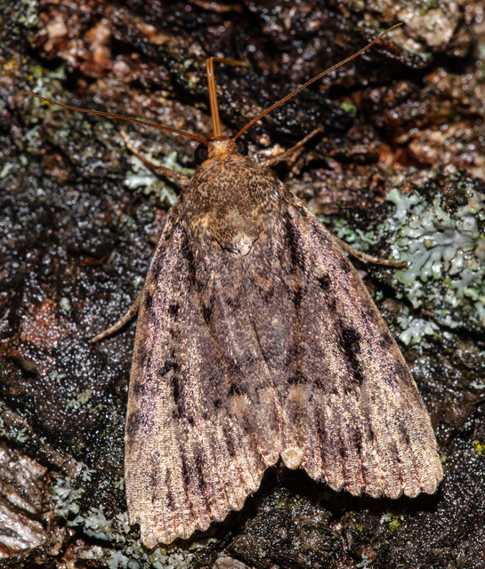 Amphipyra berbera/pyramidea