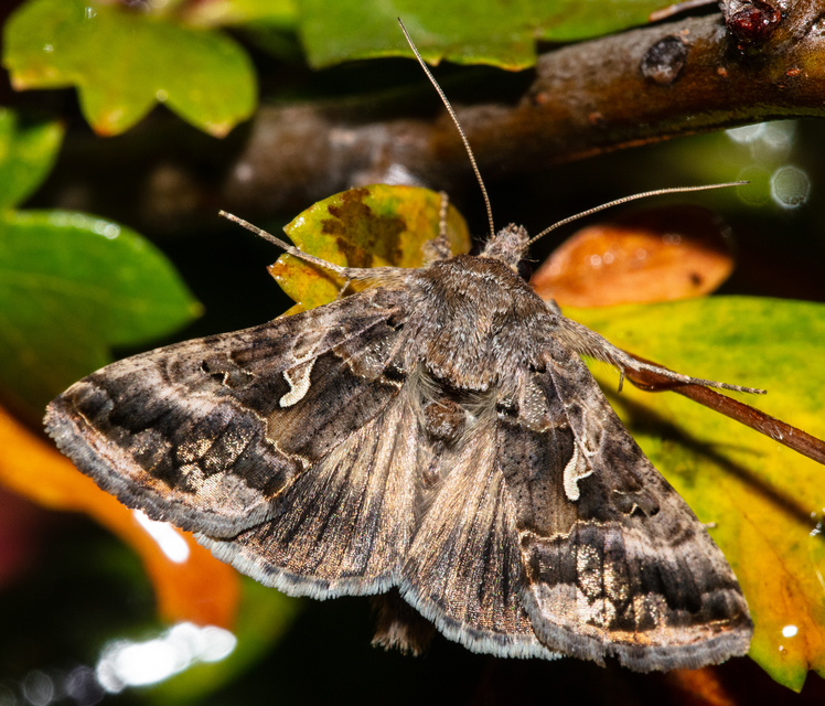 Autographa gamma - gammalepke