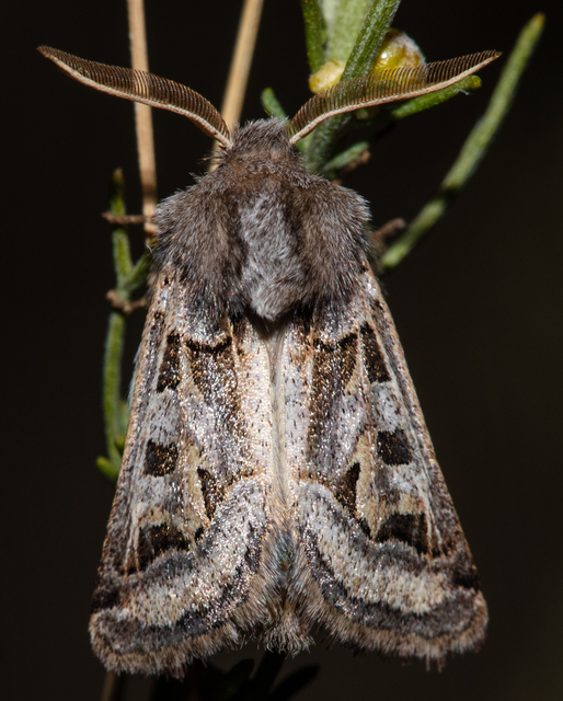 Episema glaucina - fogasjegyű liliombagoly