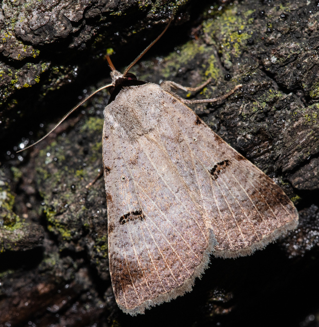 Lygephila craccae - gyakori csüdfűbagoly