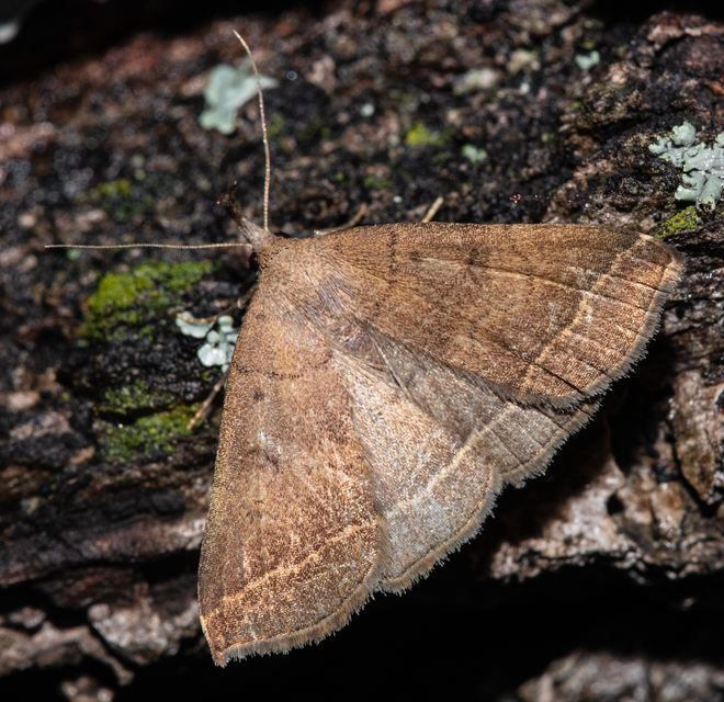 Pechipogo plumigeralis - tollascsápú karcsúbagoly