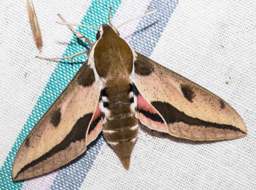 Hyles euphorbiae - kutyatejszender