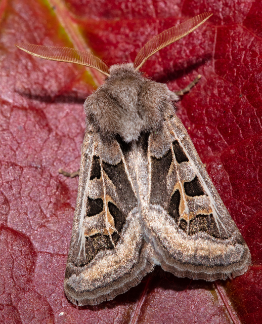 Episema glaucina - fogasjegyű liliombagoly