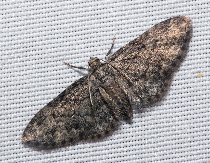 Eupithecia inturbata - juhar-törpearaszoló