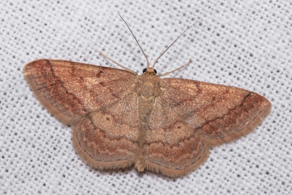 Scopula rubiginata - réti pirosaraszoló