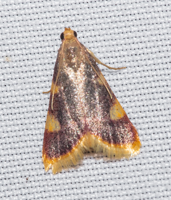 Hypsopygia costalis - szénailonca