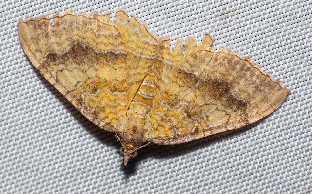 Camptogramma bilineata - kétvonalas sávosaraszoló