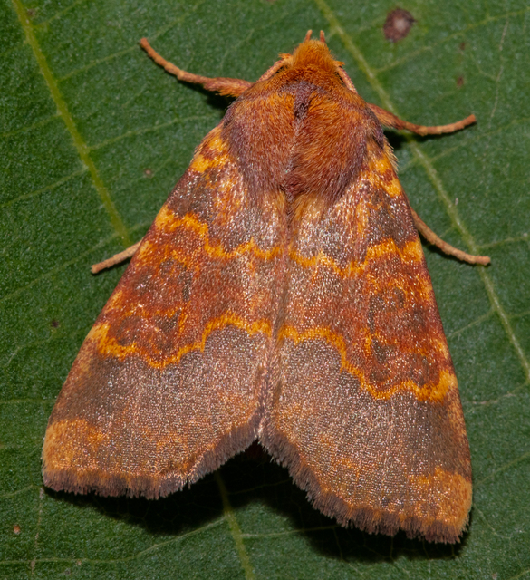 Tiliacea aurago - aranyló sárgabagoly