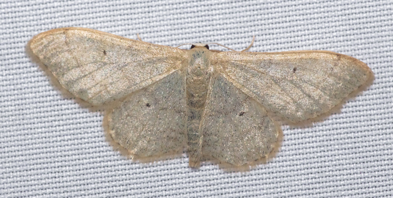 Idaea straminata - szalmasárga sávosaraszoló