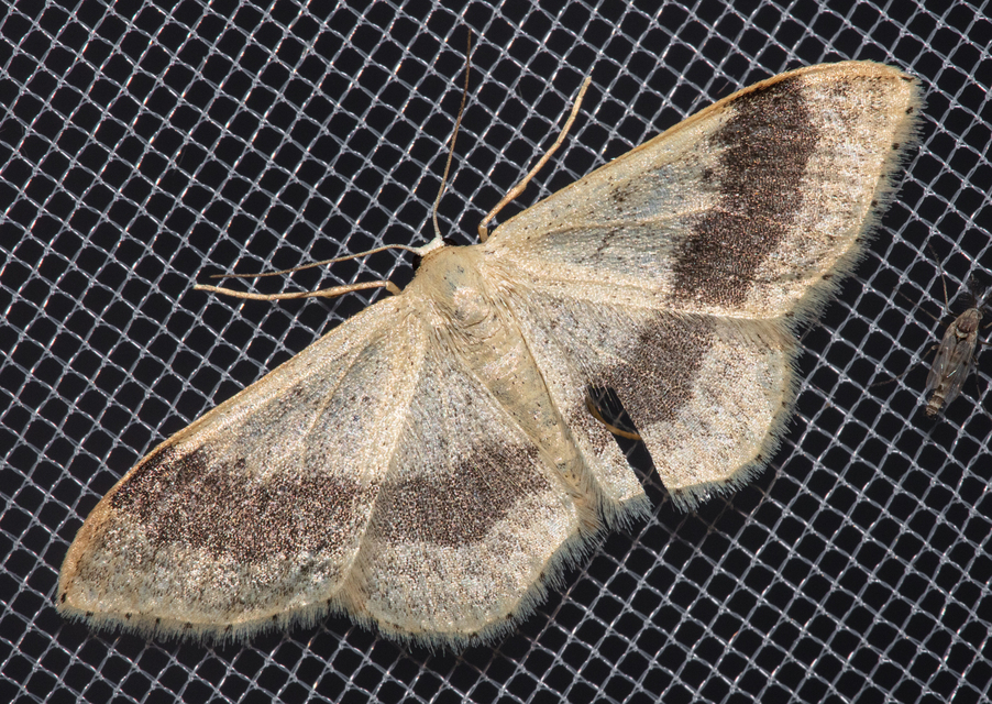 Idaea aversata - nagy sávosaraszoló