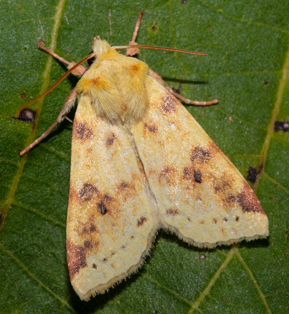 Cirrhia icteritia - nyárfa-sárgabagoly