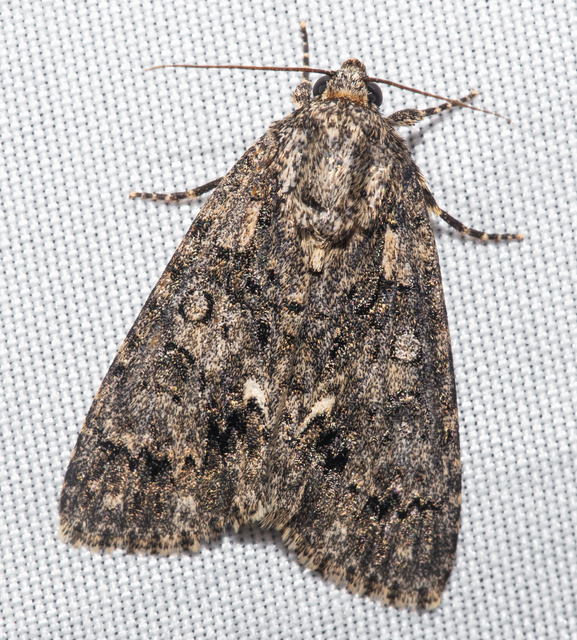 Acronicta rumicis - sóska-szigonyosbagoly