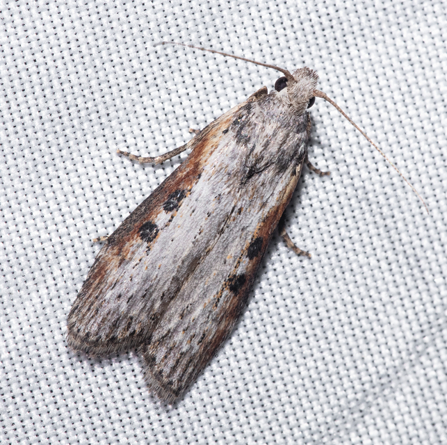 Aphomia