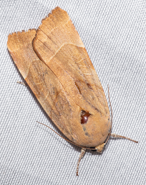 Noctua fimbriata - szélessávú sárgafűbagoly