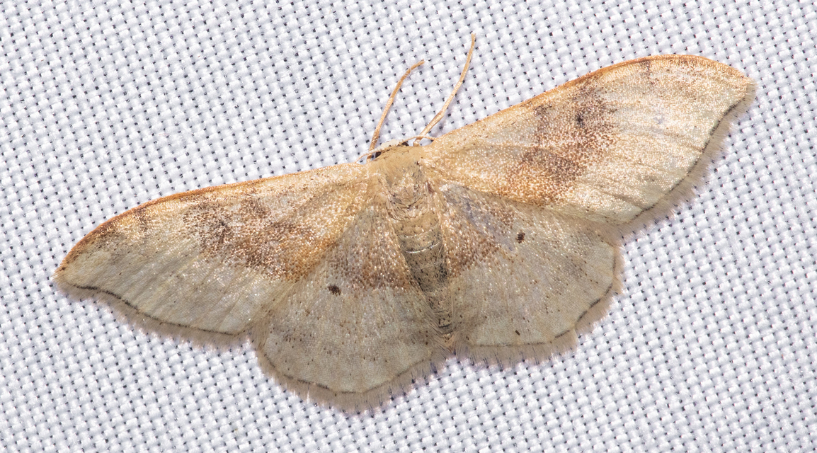 Idaea degeneraria - barnasávos araszoló