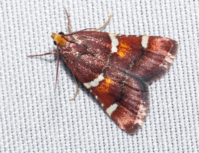 Pyralis regalis - pompás fényilonca