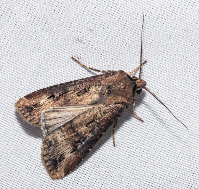 Agrotis ipsilon - nagy földibagoly