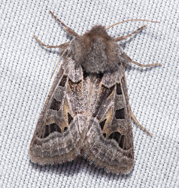 Episema glaucina - fogasjegyű liliombagoly