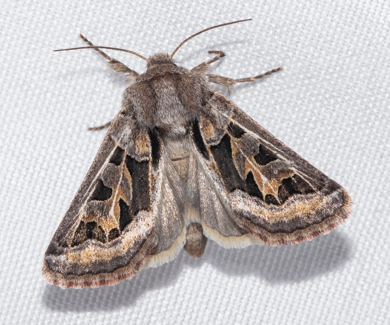 Episema glaucina - fogasjegyű liliombagoly