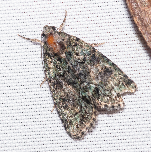 Cryphia algae - sárgászöld zuzmóbagoly