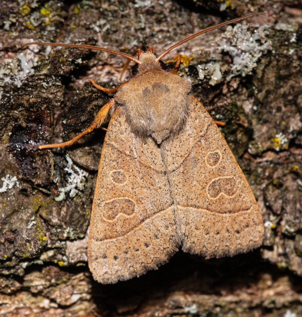 Mesogona acetosellae - madársóskabagoly