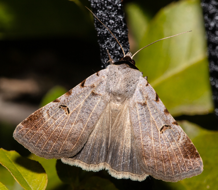 Lygephila craccae - gyakori csüdfűbagoly