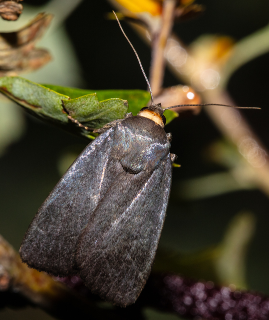 Amphipyra livida - zsírfényű bagoly