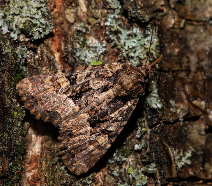 Mesapamea secalella/secalis