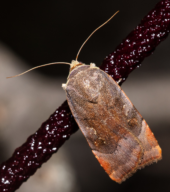 Noctua janthe/janthina