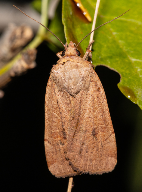 Noctua comes - kis sárgafűbagoly