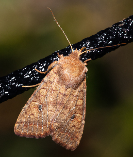 Sunira circellaris - okkersárga őszibagoly