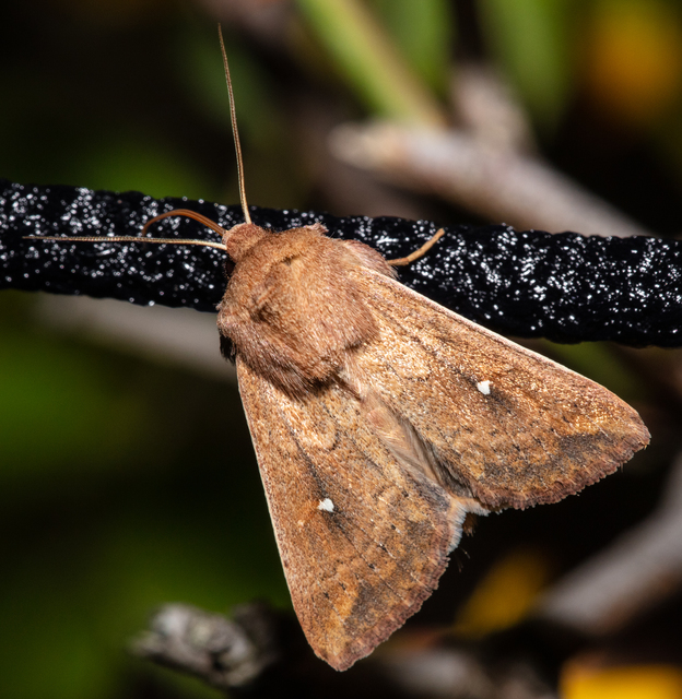 Mythimna albipuncta - fehérpettyes rétibagoly