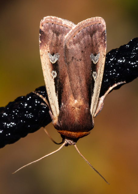 Ochropleura plecta - fehérszegélyű fűbagoly