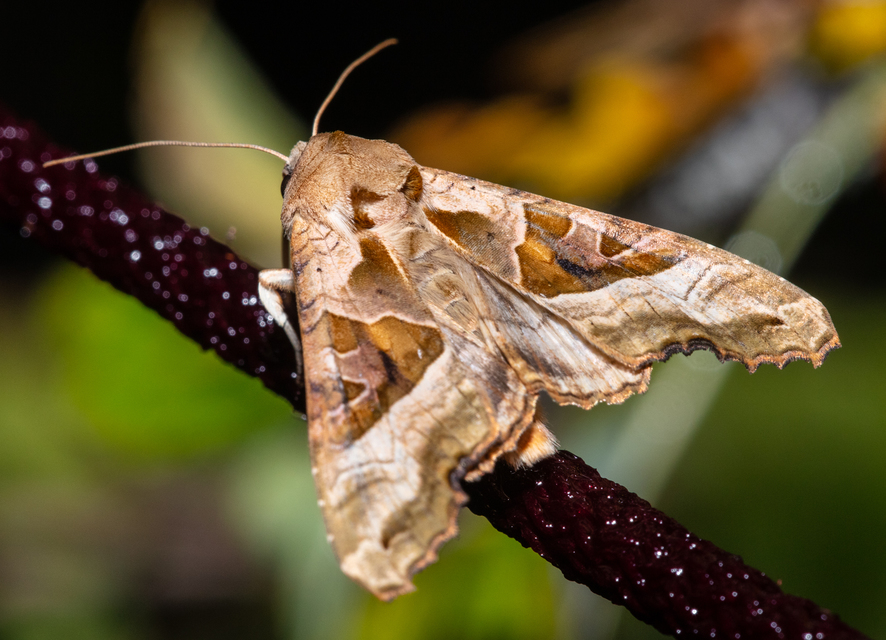 Phlogophora meticulosa - vándorló csipkésbagoly
