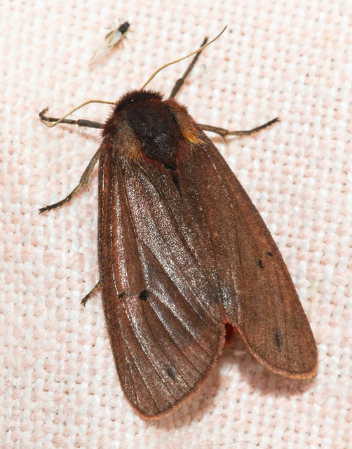 Phragmatobia fuliginosa - füstös medvelepke