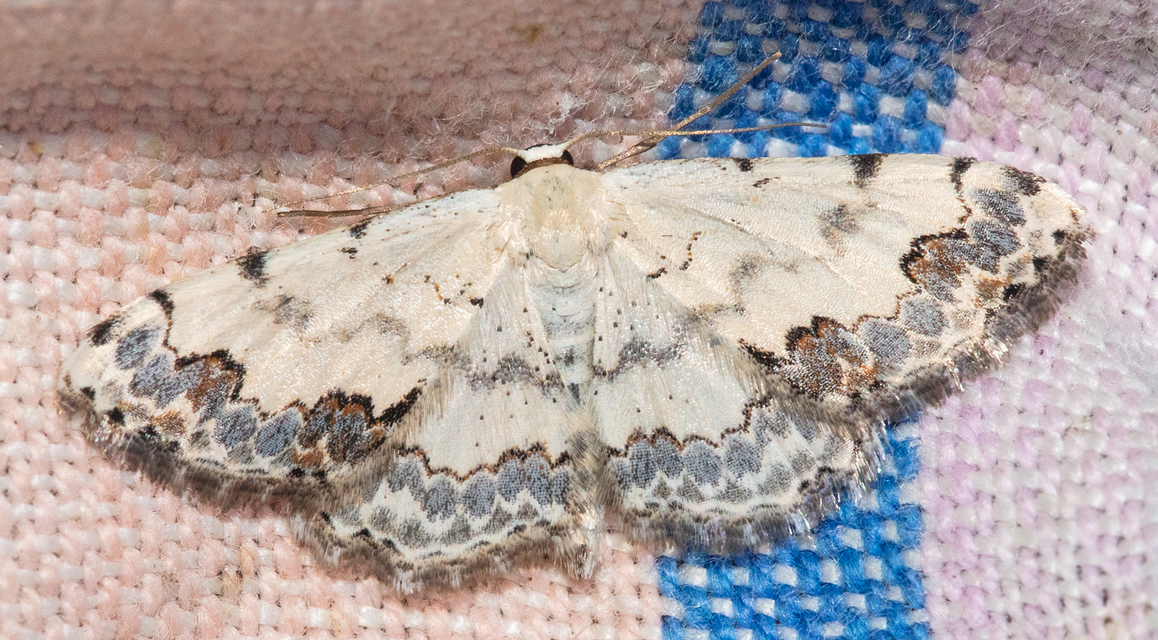 Scopula decorata - tarka fehéraraszoló