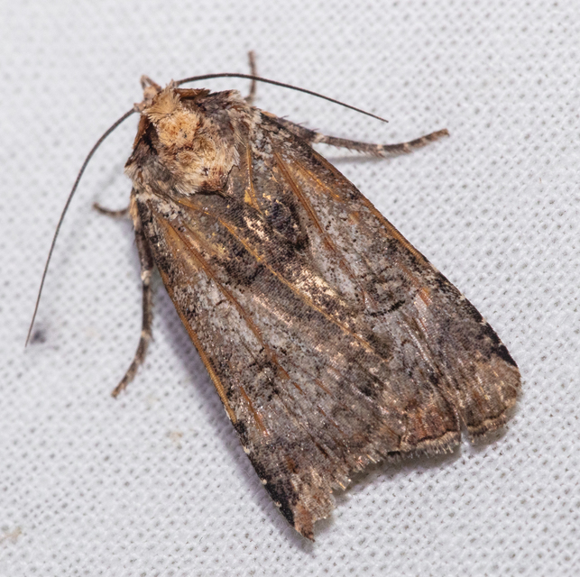 Epilecta linogrisea - karcsú sárgafűbagoly
