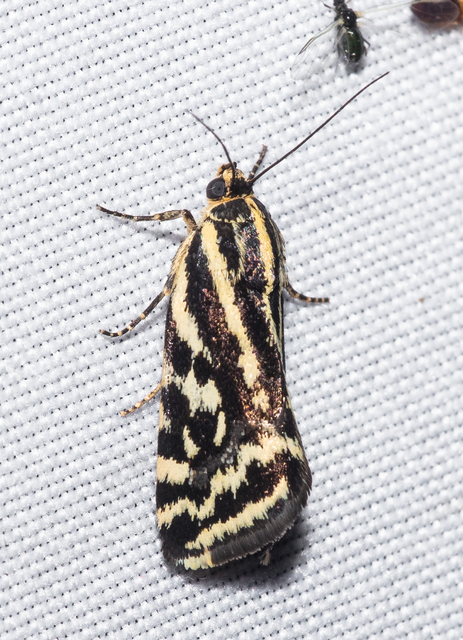 Emmelia trabealis - zebrabagoly