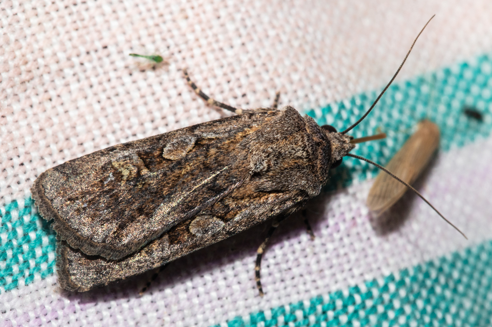 Euxoa tritici/nigrofusca/eruta
