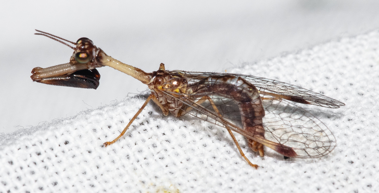 Mantispa