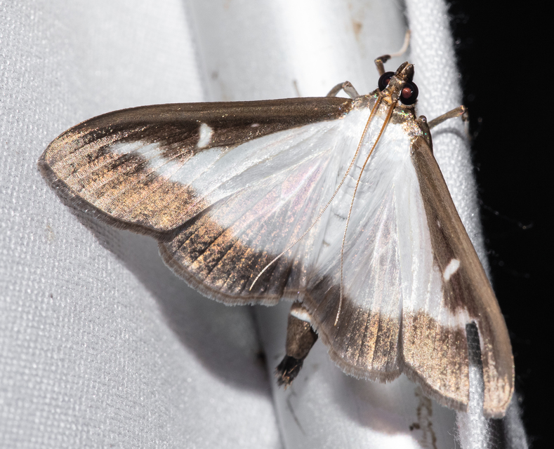 Cydalima perspectalis - puszpáng-tűzmoly